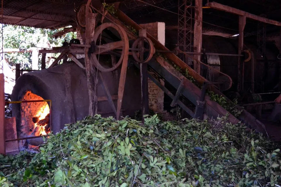 Proceso de elaboración de la yerba mate en el secadero