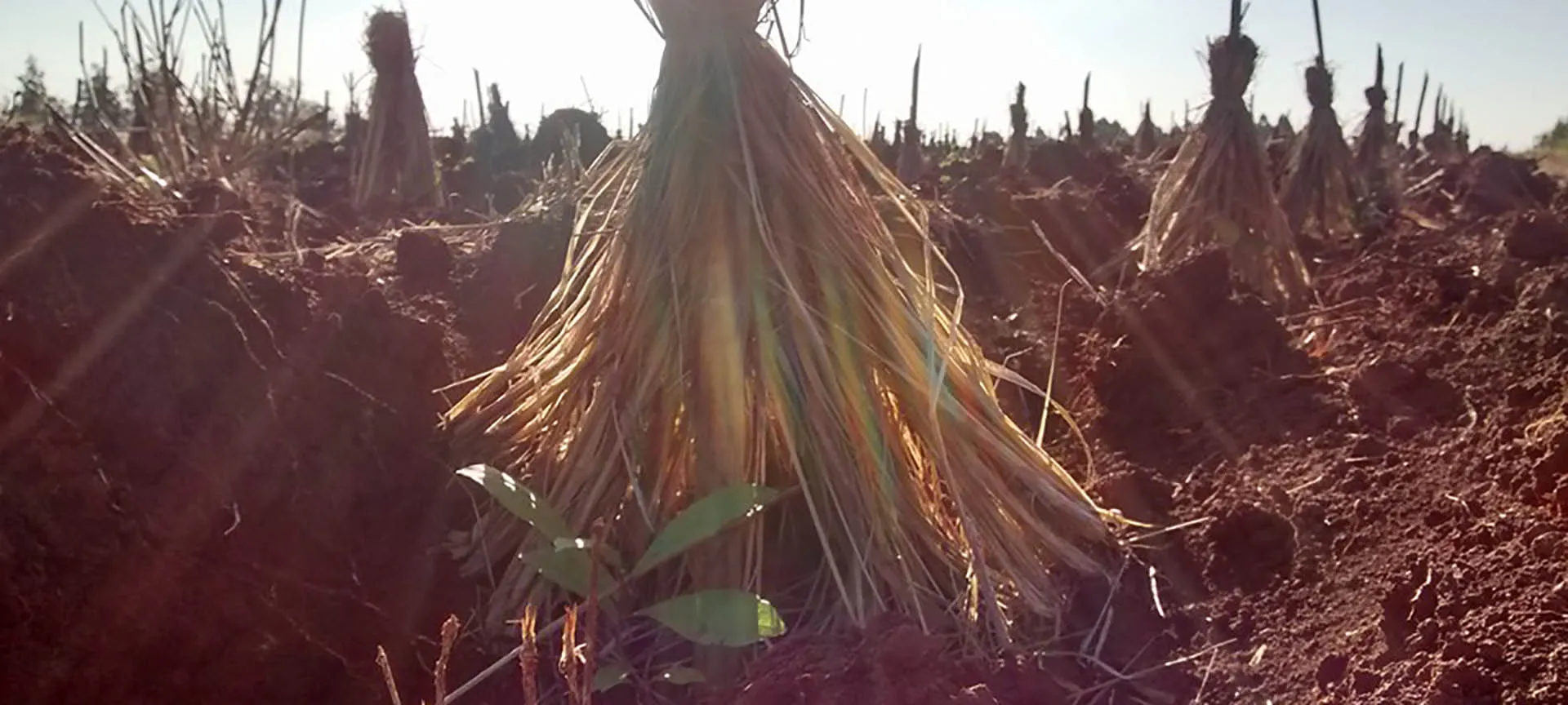 Atado de ramas de yerba mate en el campo al atardecer