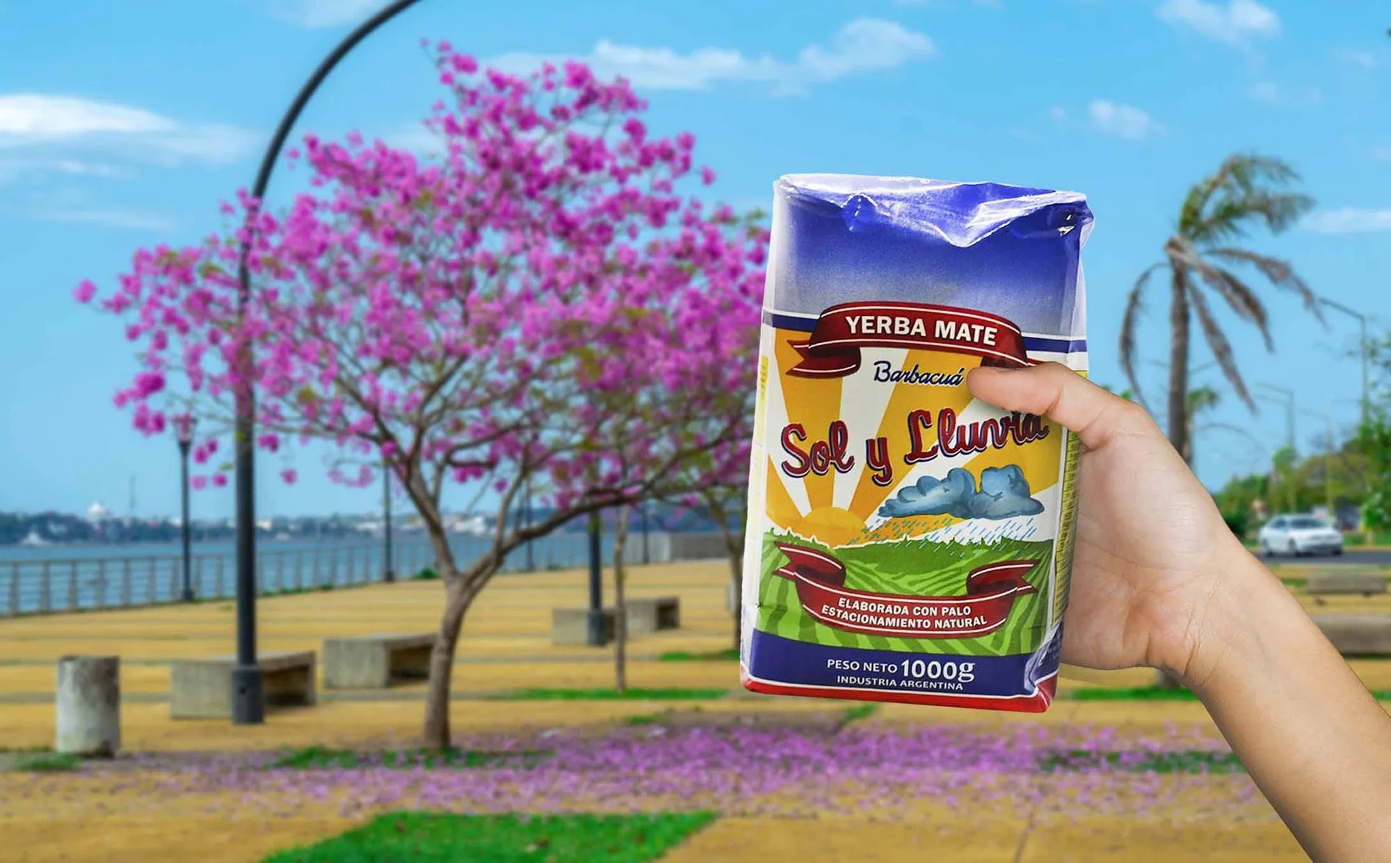 Mano sosteniendo un paquete de Yerba Mate Sol y Lluvia frente a un lapacho florecido