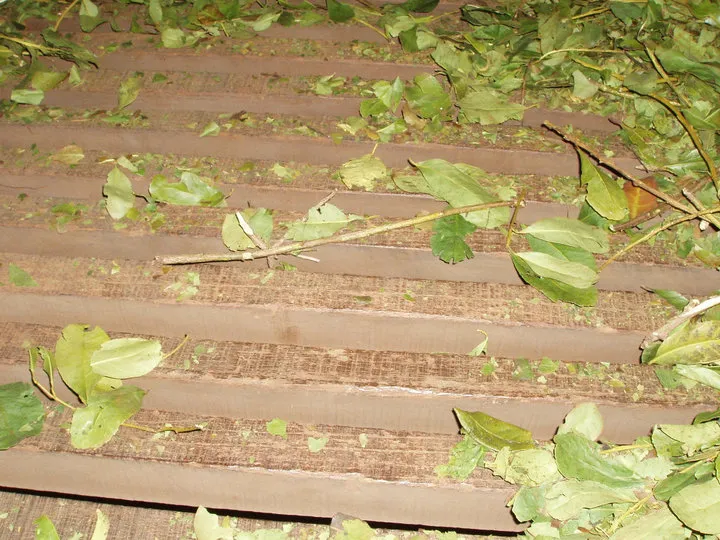 Proceso de elaboración de la yerba mate en el secadero