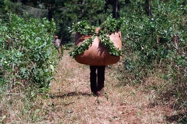 Proceso de elaboración de la yerba mate en el secadero