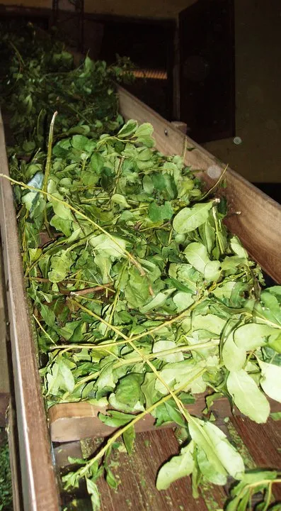 Las primeras 20 plantas