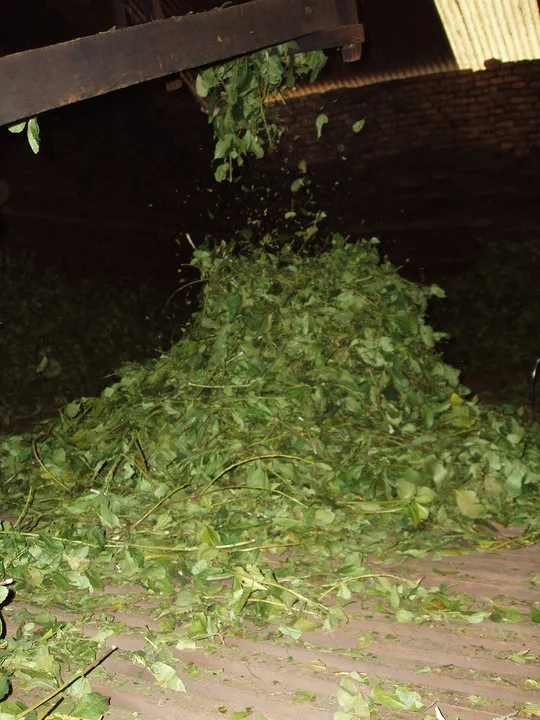 Proceso de elaboración de la yerba mate en el secadero